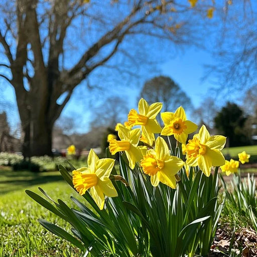 Blue Yellow Daffodils Flower seeds for Planting Premium Quality, Heirloom & GMO Free Seeds for Home Garden seeds for planting