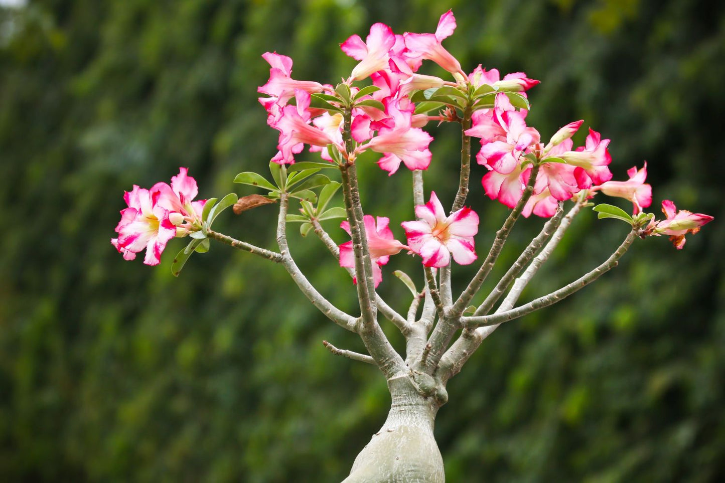 Spring and Summer Yellow Pink Adenium Blooms