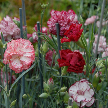 White Red Carnation Flower seeds for Planting Garden Favorite Heirloom & GMO Free Seeds for Home Garden