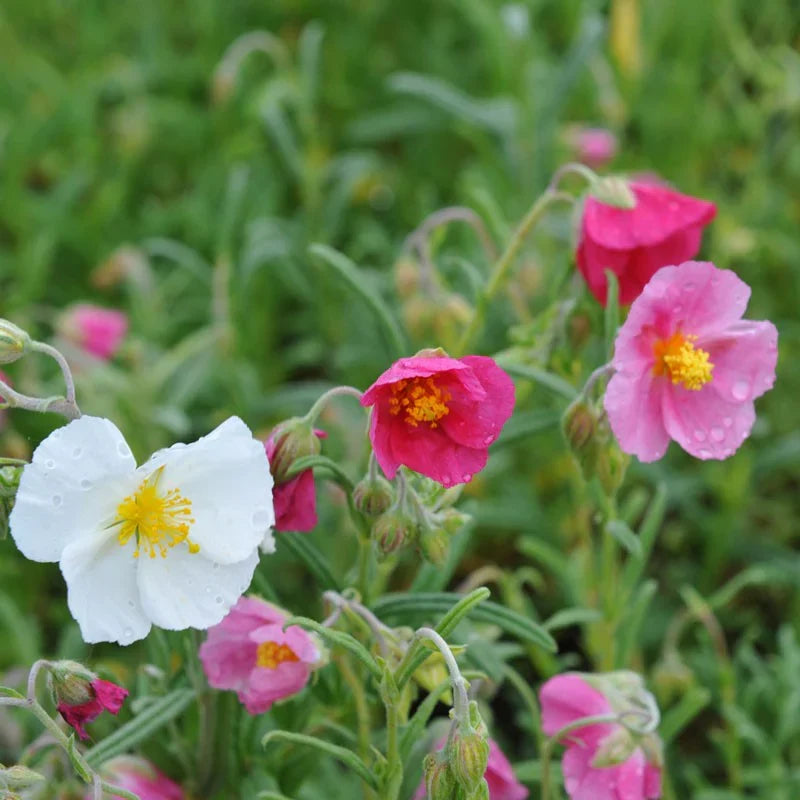 Mixed Helianthemum Rock Rose Flower seeds for Planting Bright Blooms, Heirloom & GMO Free Seeds for Home Garden vegetable and garden seeds