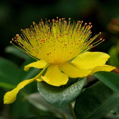 Heirloom Hypericum Flower seeds for Planting Hardy Variety Heirloom & GMO Free Seeds for Home Garden