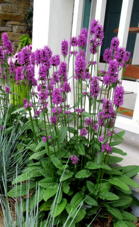 Premium Violet Catmint Flower seeds for Planting Pollinator Friendly, Heirloom & GMO Free Seeds for Home Garden seeds