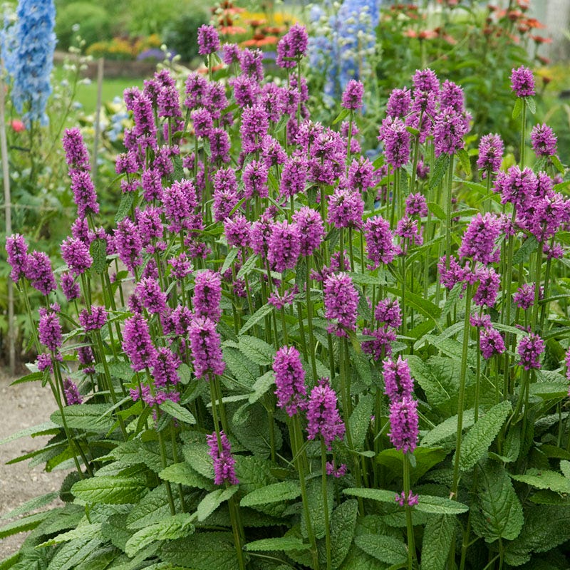 Violet Catmint Flower seeds for Planting Pollinator Friendly, Heirloom & GMO Free Seeds for Home Garden seeds for planting