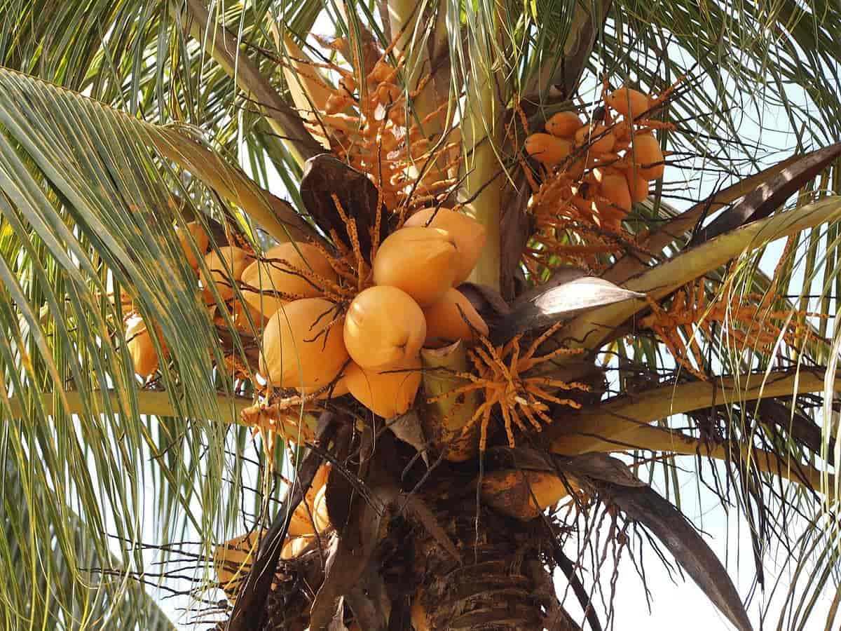 Kokospalme Tree Seeds - Complete Planting Guide For Thriving Coconut Palms