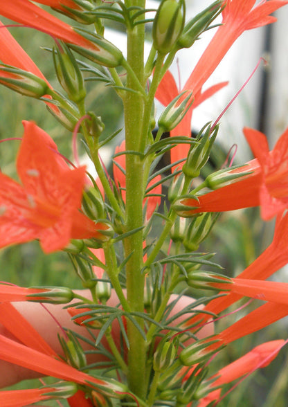 Standing Cypress Flower Seeds for Planting