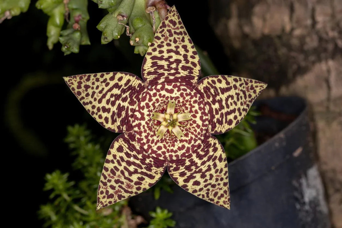 Stapelia (Stapelia Pulchella) seeds for planting in home garden