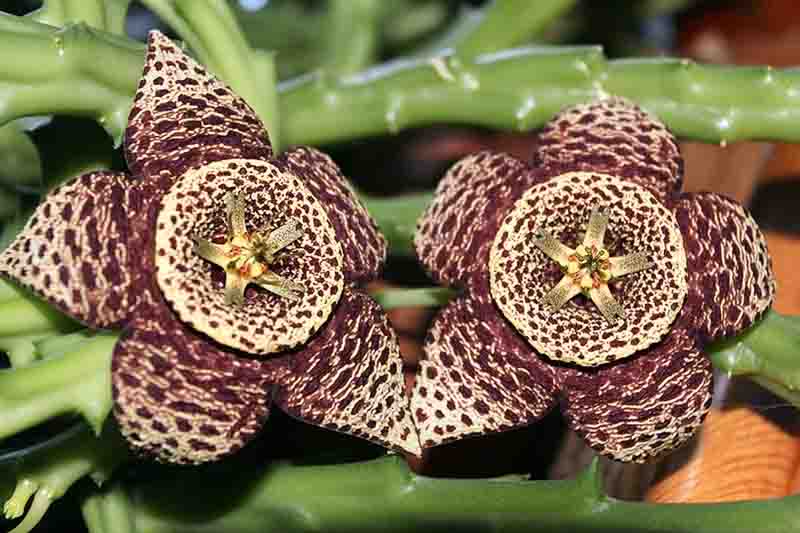Stapelia Variegata Flower seeds for Planting Garden Favorite, Heirloom & GMO Free Seeds for Home Garden vegetable and garden seeds