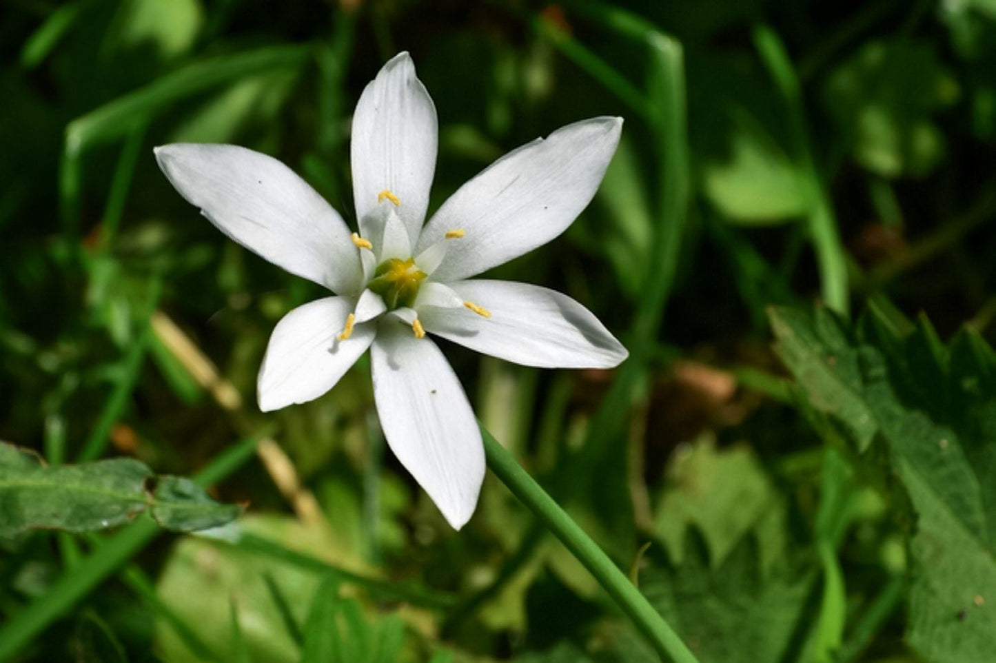Star of Bethlehem Flower Seeds for Planting