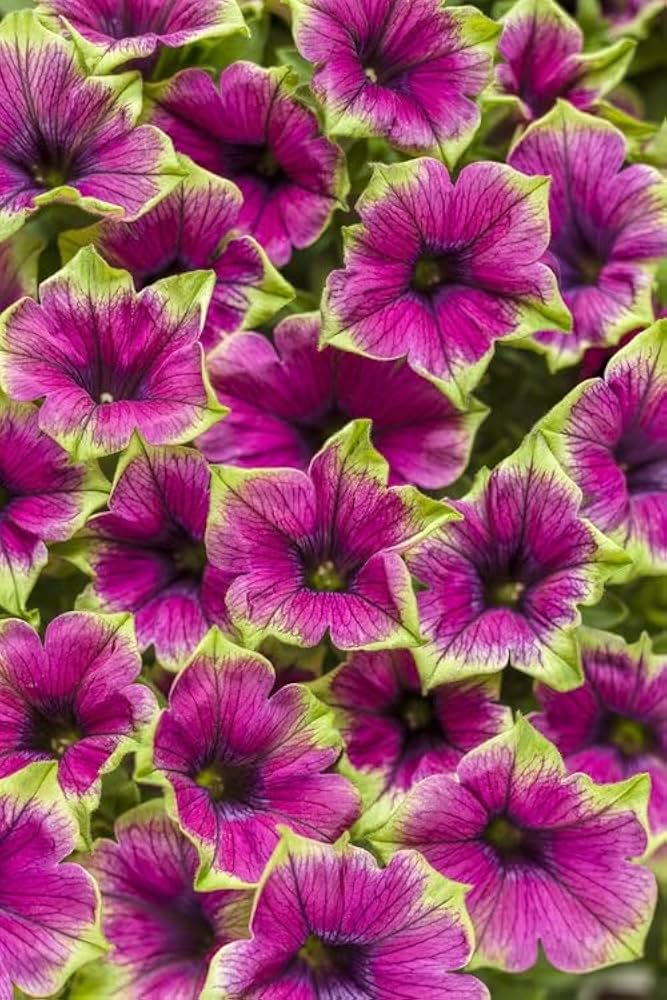 Star Petunia pink blooms in a hanging basket