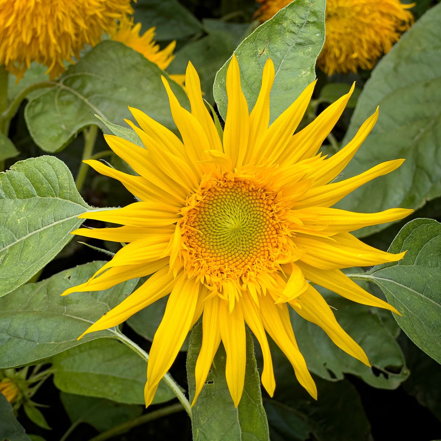 Heirloom Burst SunFlower seeds for Planting Drought Tolerant Heirloom & GMO Free Seeds for Home Garden
