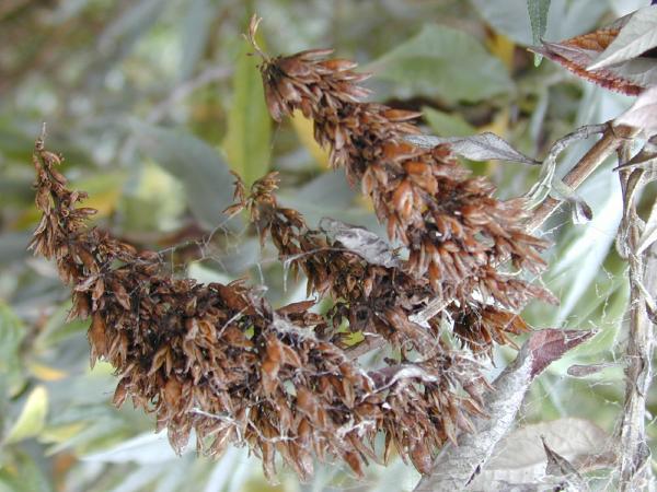 Brown Buddleja Flower seeds for Planting Seasonal Bloomer Heirloom & GMO Free Seeds for Home Garden