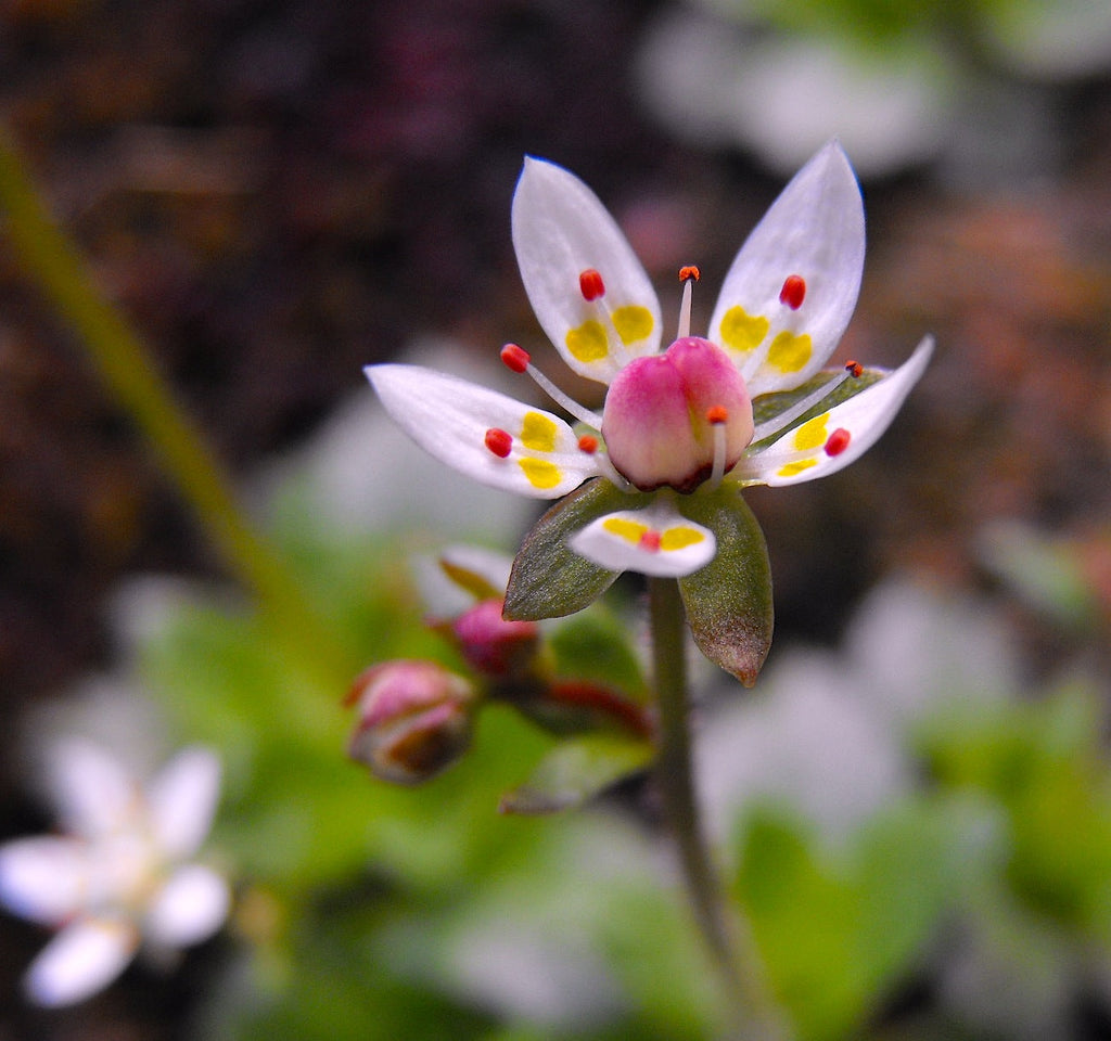Premium Saxifraga Stellaris Flower seeds for Planting Seasonal Bloomer, Heirloom & GMO Free Seeds for Home Garden seeds
