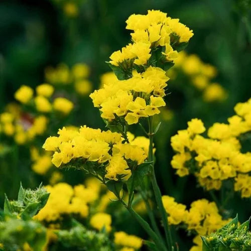 Yellow Statice Flower seeds for Planting Premium Quality, Heirloom & GMO Free Seeds for Home Garden seeds for planting
