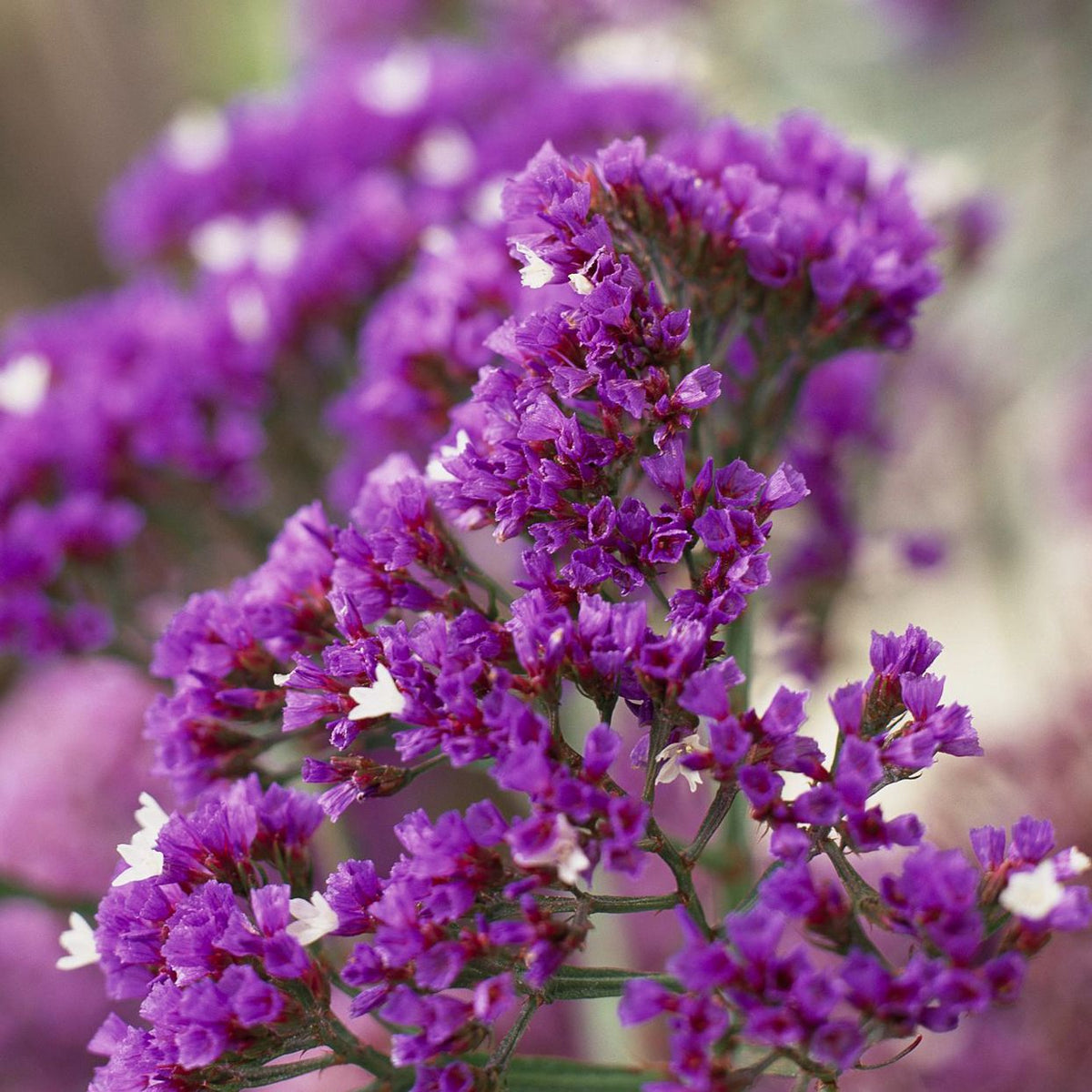 Statice Flower Seeds for Planting