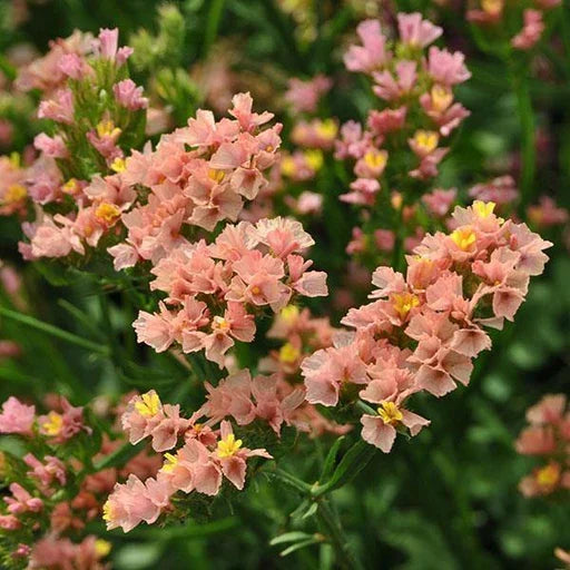Limonium Sinuatum Flower seeds for Planting Vibrant Colors, Heirloom & GMO Free Seeds for Home Garden vegetable and garden seeds