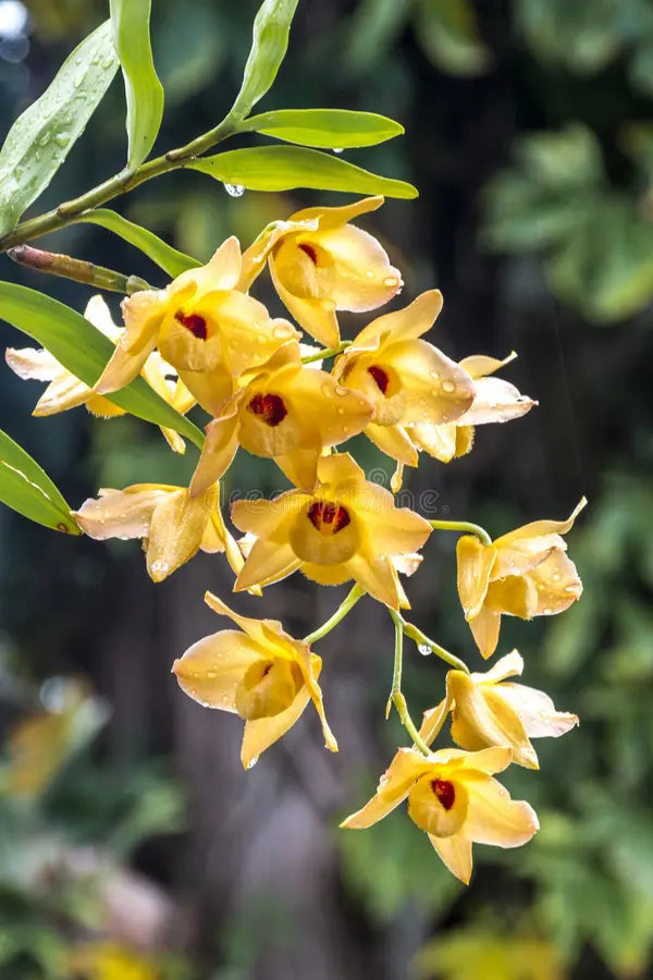 High quality Yellow Dendrobium Orchid Flower seeds for Planting Sun Loving, Heirloom & GMO Free Seeds for Home Garden seeds pack