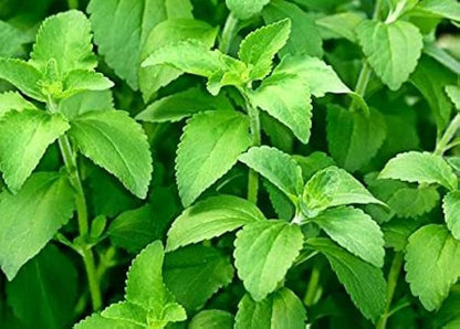 Young Stevia Seedlings Growing in Sunlight