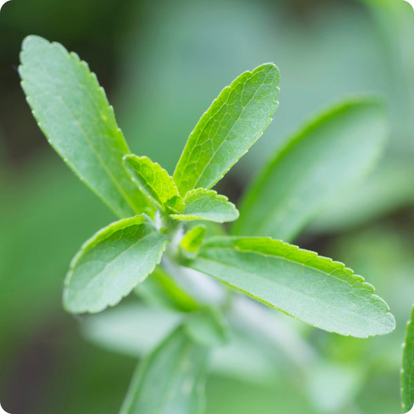 Stevia seeds Stevia rebaudiana compact green herb