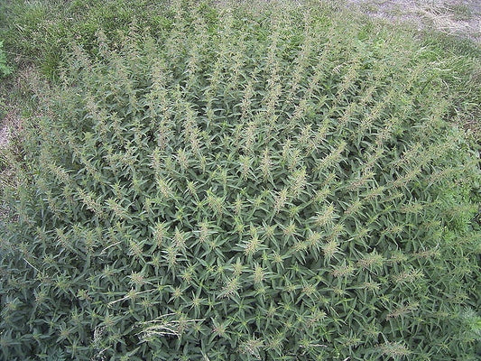 Stinging Nettle Seeds Urtica Dioica Common California Bull Nettle