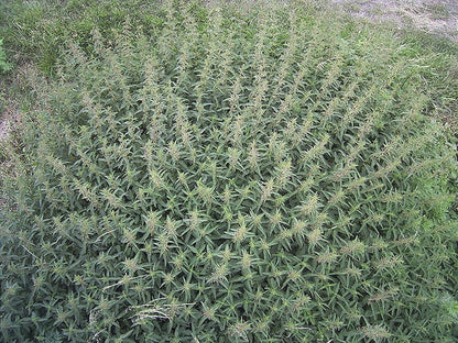 Stinging Nettle Seeds Urtica Dioica Common California Bull Nettle
