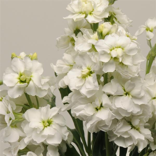 Premium White Matthiola Incana Flower seeds for Planting Pollinator Friendly, Heirloom & GMO Free Seeds for Home Garden seeds