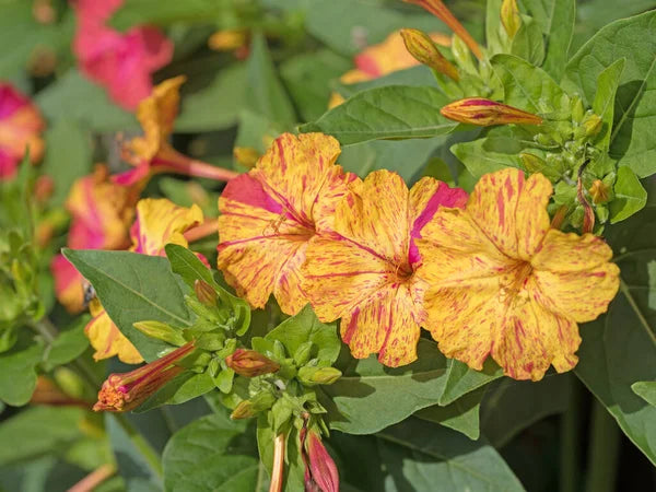 Orange Pink Mirabilis Flower seeds for Planting Vibrant Colors, Heirloom & GMO Free Seeds for Home Garden vegetable and garden seeds