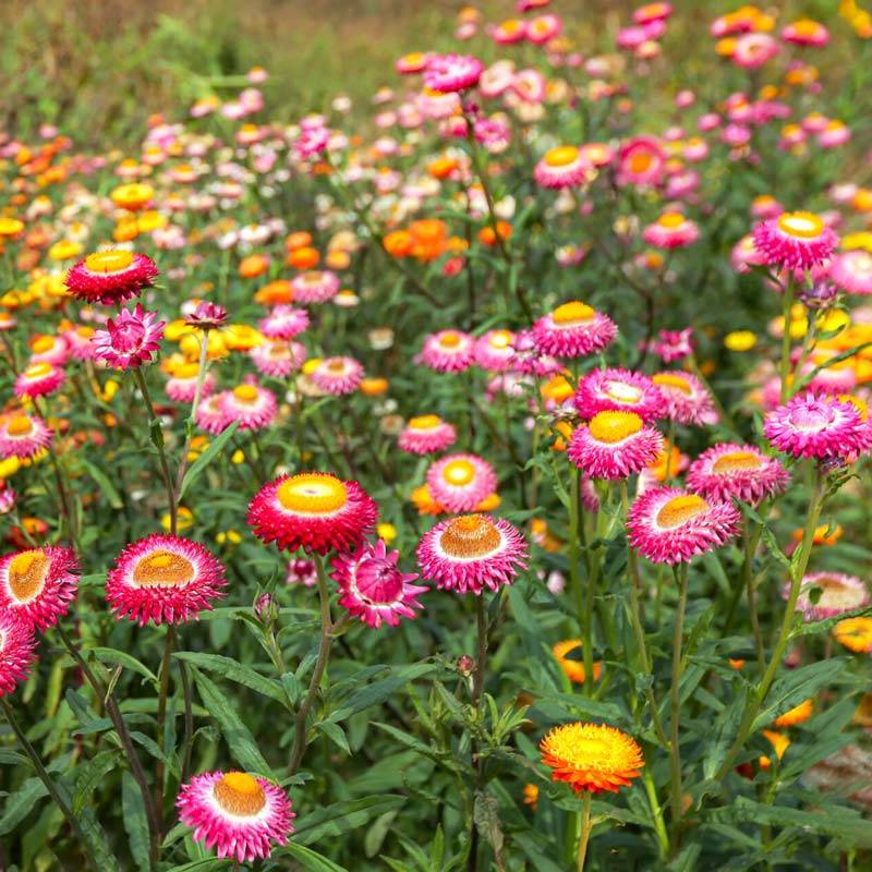 Straw Flower seeds for Planting Bright Blooms Heirloom & GMO Free Seeds for Home Garden