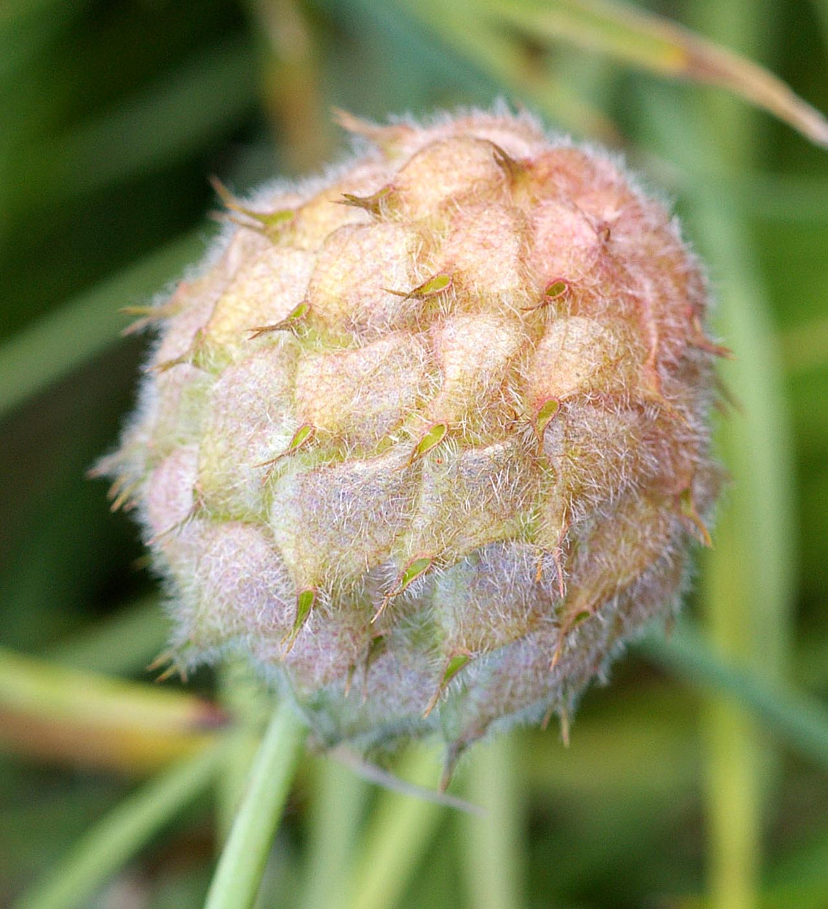 Groundcover clover plants grown from non-GMO Strawberry-Headed Clover seeds
