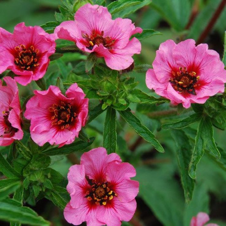 Premium Red Willmott Flower seeds for Planting Premium Quality, Heirloom & GMO Free Seeds for Home Garden seeds