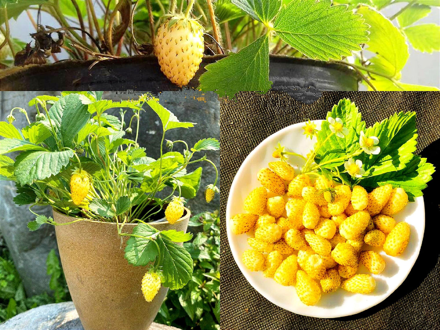 Strawberry seedlings growth and planting guide
