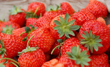 Strawberry Plants Growing in Garden, Healthy Orange Strawberries with Vibrant Color