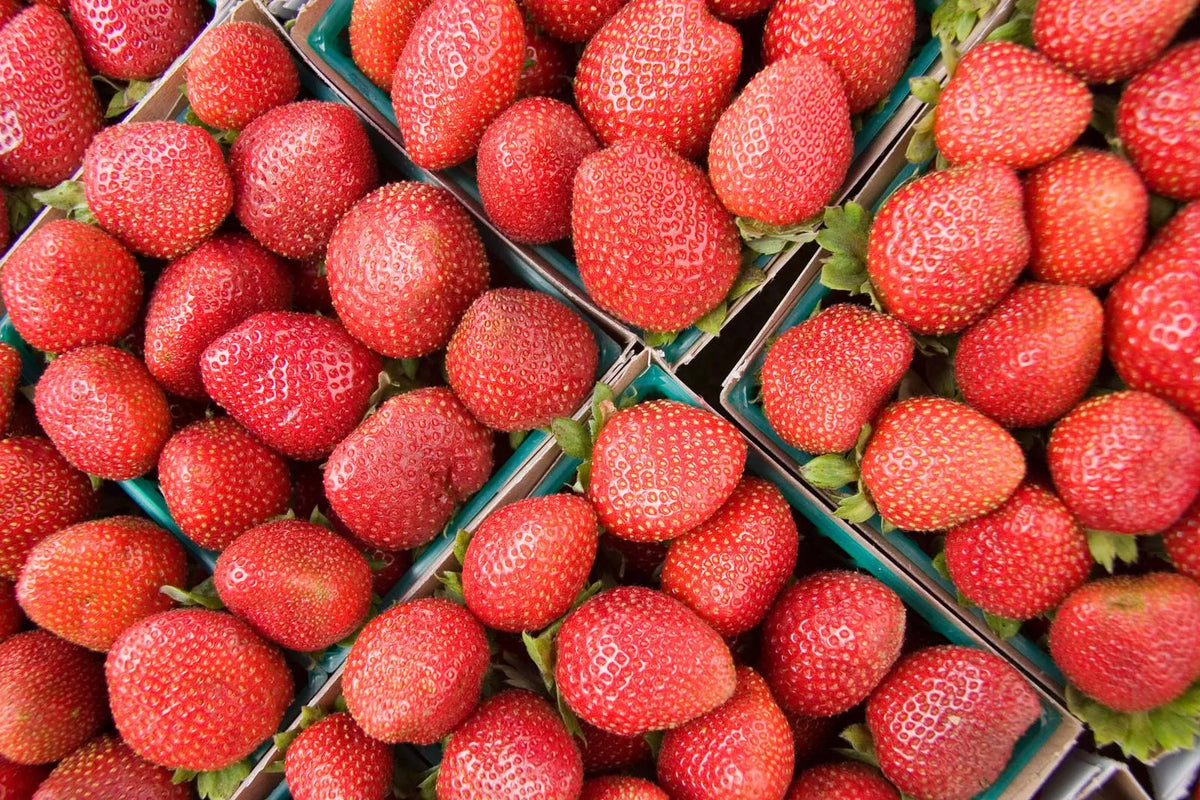 Step-by-Step Planting Instructions for Strawberry Seeds Orange in Your Garden