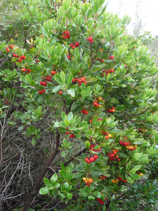 Strawberry Tree Seeds – Arbutus unedo Non-GMO Edible Red Berry Tree