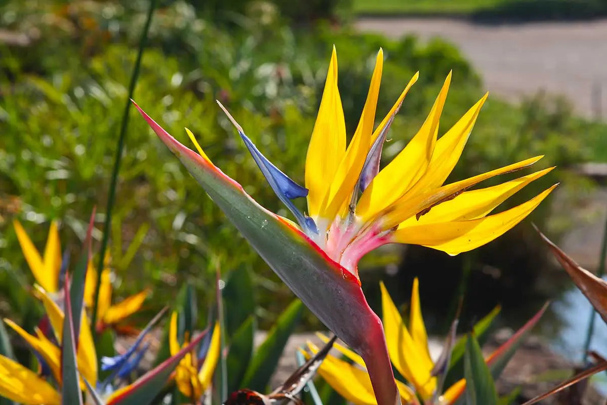 How to Plant Rainbow Strelitzia Seeds