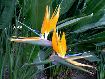 Strelitzia Flower Seeds Mix For Vibrant Planting And Gardening
