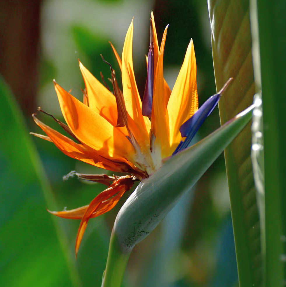 Paradise Flower seeds for Planting Seasonal Bloomer Heirloom & GMO Free Seeds for Home Garden