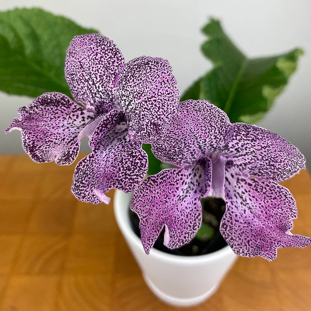 Premium Streptocarpus Flower seeds for Planting Low Maintenance, Heirloom & GMO Free Seeds for Home Garden seeds