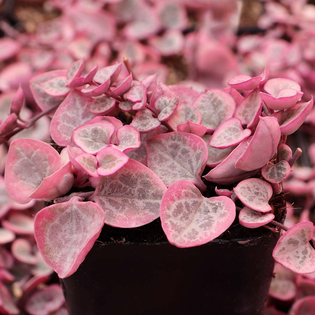 Premium Ceropegia String of Hearts Pretty Pink Seeds Flower seeds for Planting Low Maintenance, Heirloom & GMO Free Seeds for Home Garden seeds
