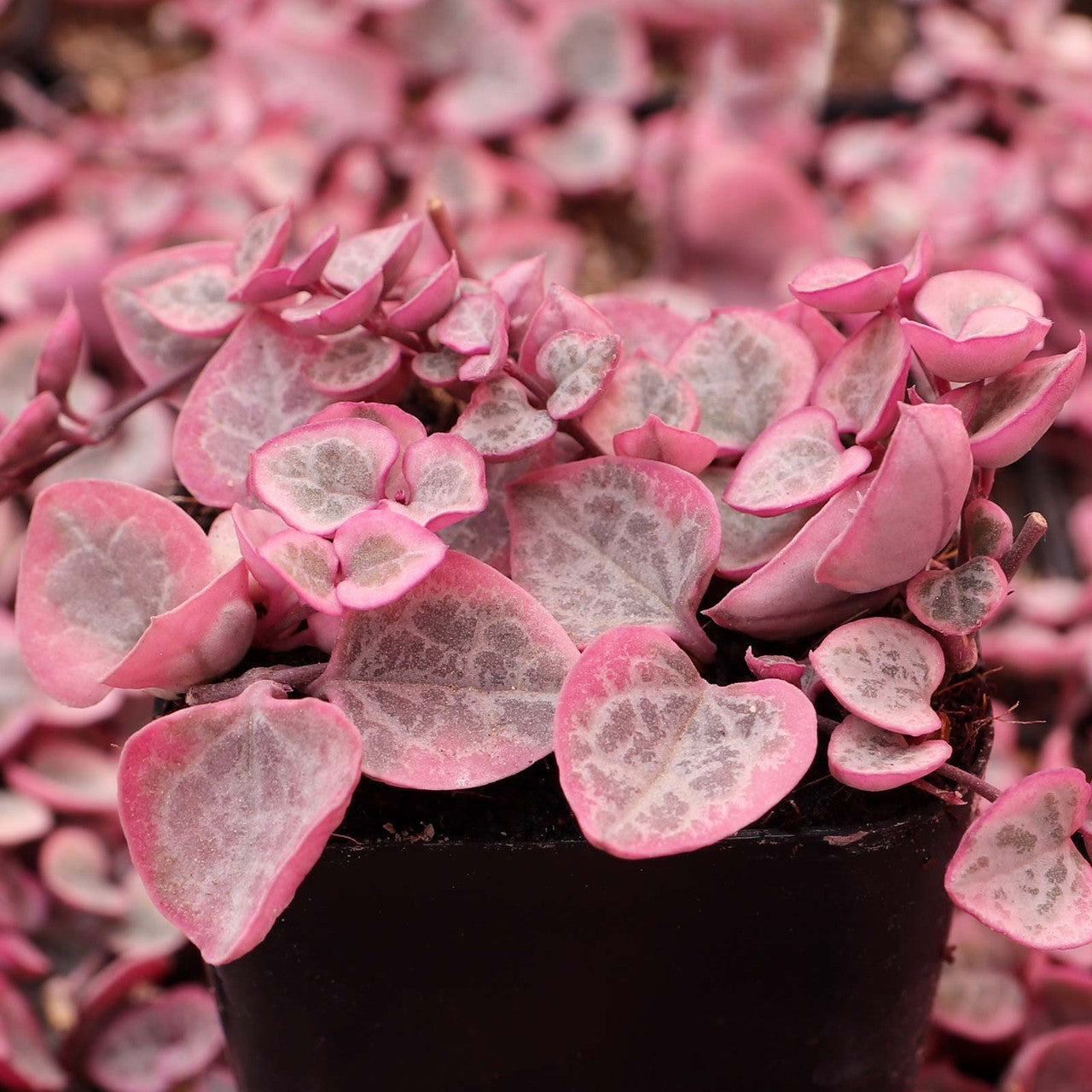 Premium Ceropegia String of Hearts Pretty Pink Seeds Flower seeds for Planting Low Maintenance, Heirloom & GMO Free Seeds for Home Garden seeds