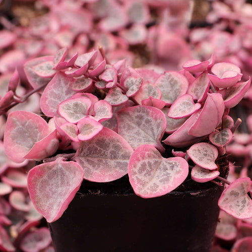 Premium Ceropegia String of Hearts Pretty Pink Seeds Flower seeds for Planting Low Maintenance, Heirloom & GMO Free Seeds for Home Garden seeds