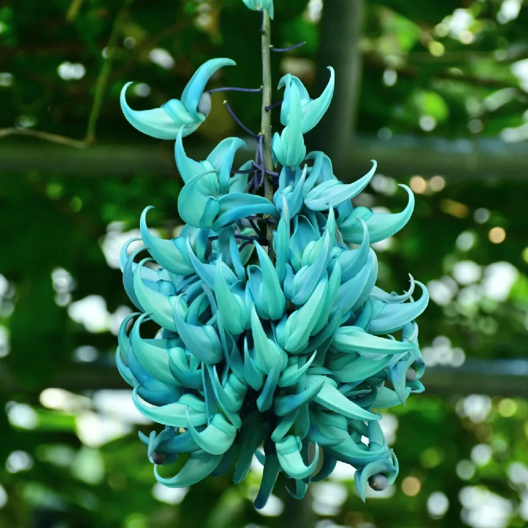 Strongylodon Macrobotrys Light Green Flower Seeds for Planting