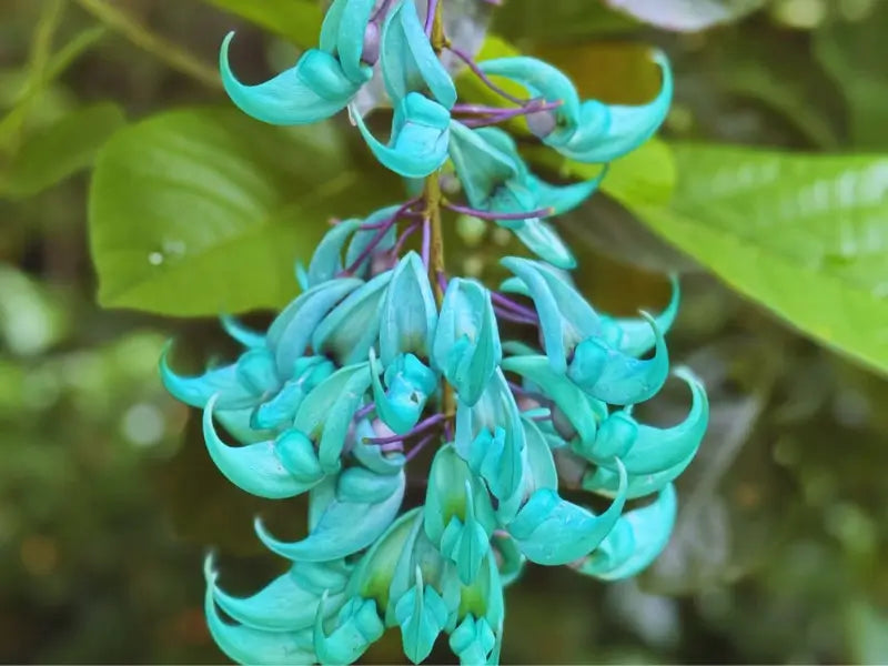Vibrant Turquoise Flower seeds for Planting Long Bloom Season Heirloom & GMO Free Seeds for Home Garden