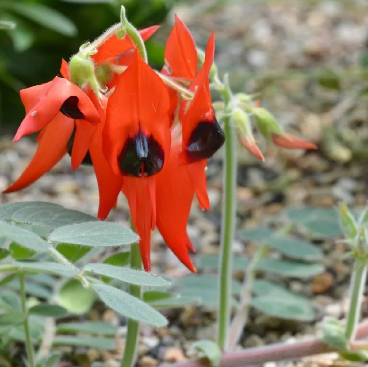 Sturt's Desert Pea Flower seeds for Planting - Perfect for Borders, Heirloom & GMO Free Seeds for Home Garden