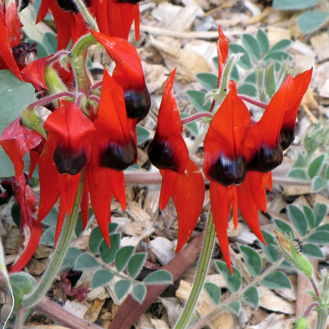 Sturt's Flower seeds for Planting - Fragrant Blossoms, Heirloom & GMO Free Seeds for Home Garden