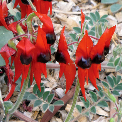 Sturt's Flower seeds for Planting - Fragrant Blossoms, Heirloom & GMO Free Seeds for Home Garden