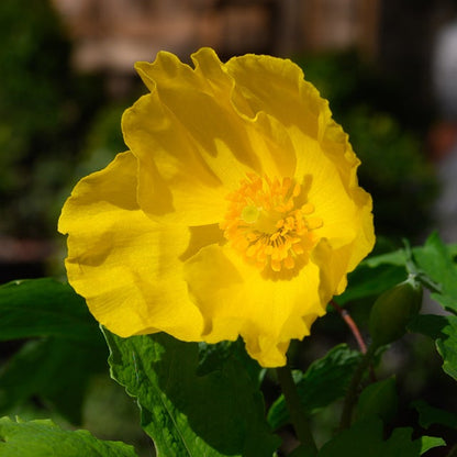 Stylophorum Lasiocarpum Flower seeds for Planting Fragrant Blossoms Heirloom & GMO Free Seeds for Home Garden 
 
 Sale for planting in home garden
