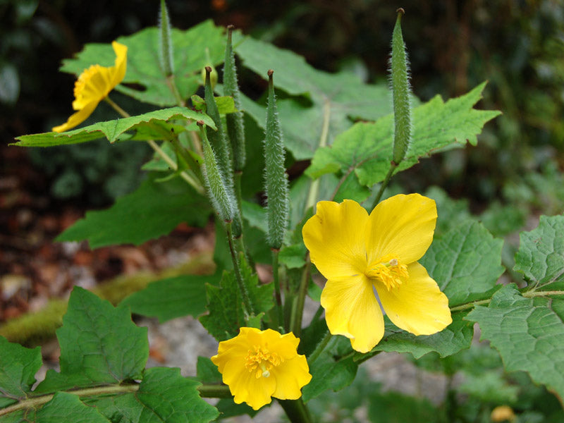 Stylophorum Lasiocarpum Flower seeds for Planting Fragrant Blossoms Heirloom & GMO Free Seeds for Home Garden