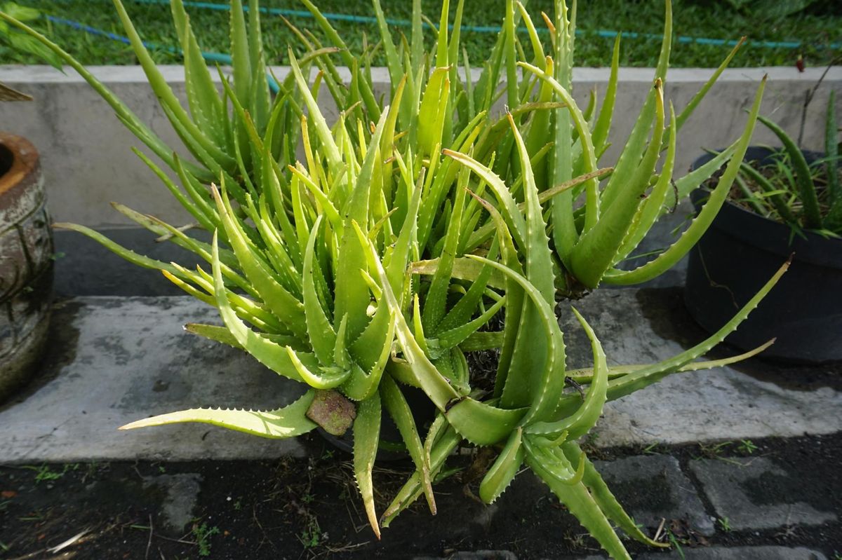 Yellow Green Aloe succulent in ornamental garden