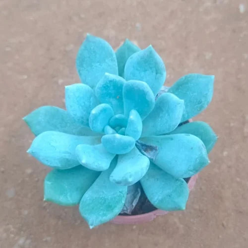 Premium Sky Blue Echeveria Purpusorum Flower seeds for Planting Seasonal Bloomer, Heirloom & GMO Free Seeds for Home Garden seeds