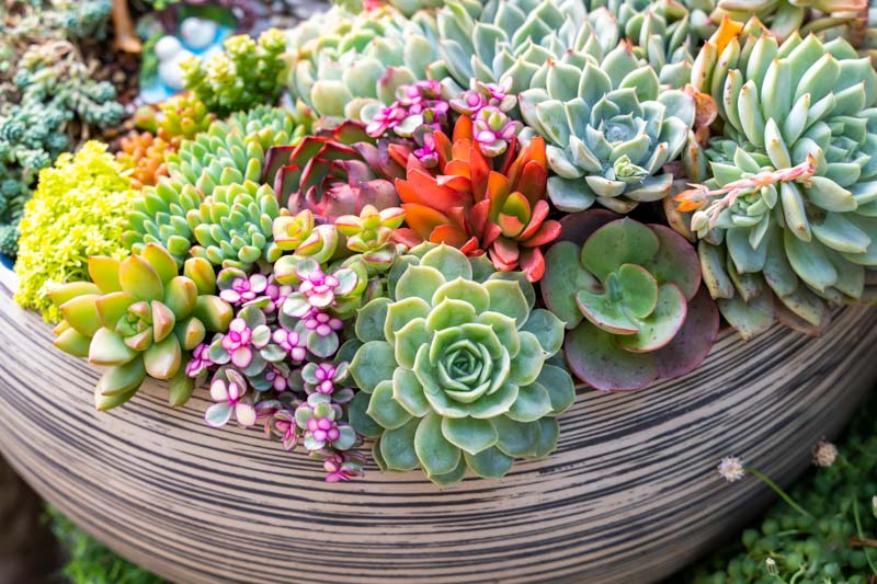 Succulent Flower seeds for Planting Shade Tolerant Heirloom & GMO Free Seeds for Home Garden